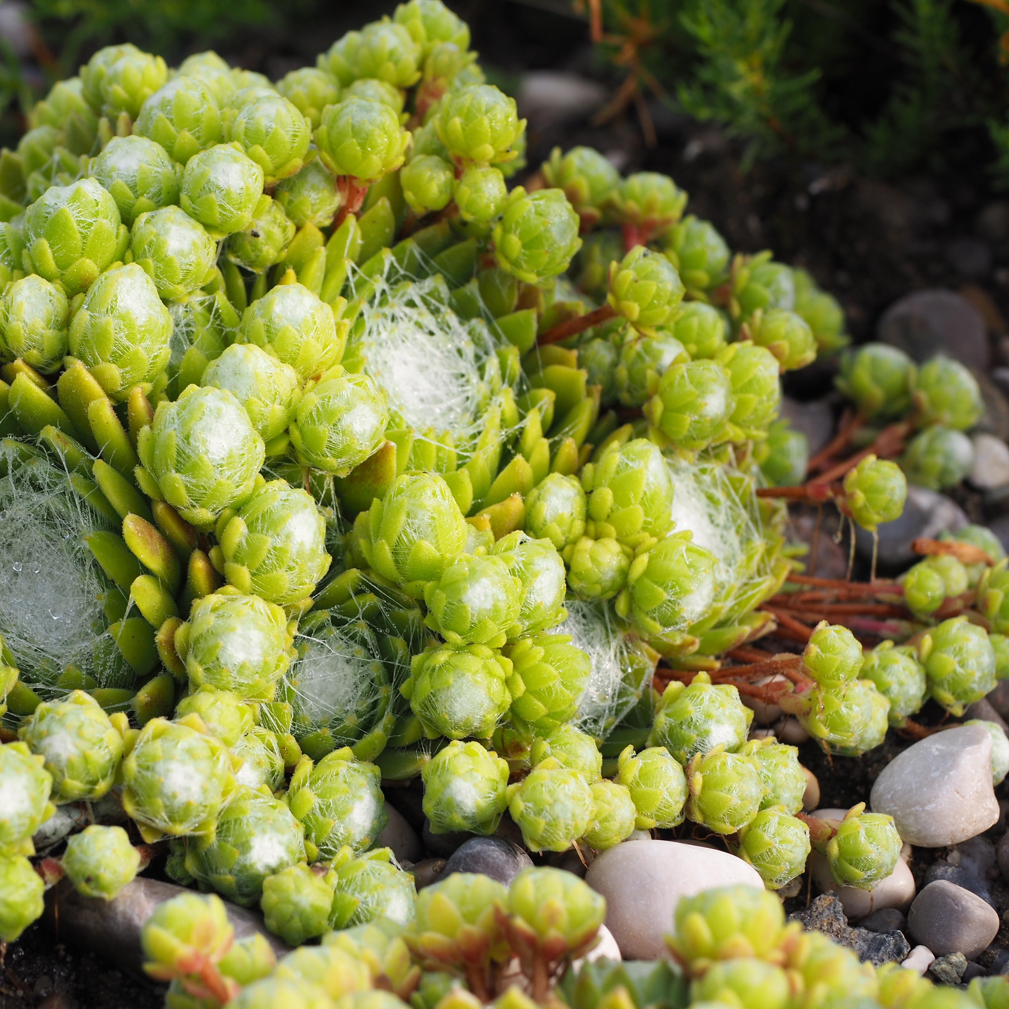 Hauswurz Sempervivum arachnoideum
